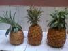Foto de LULIDY