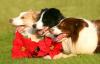 Foto de Border Collie