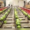Foto de Tabasco citrus pack m�xico S.A de C.V.